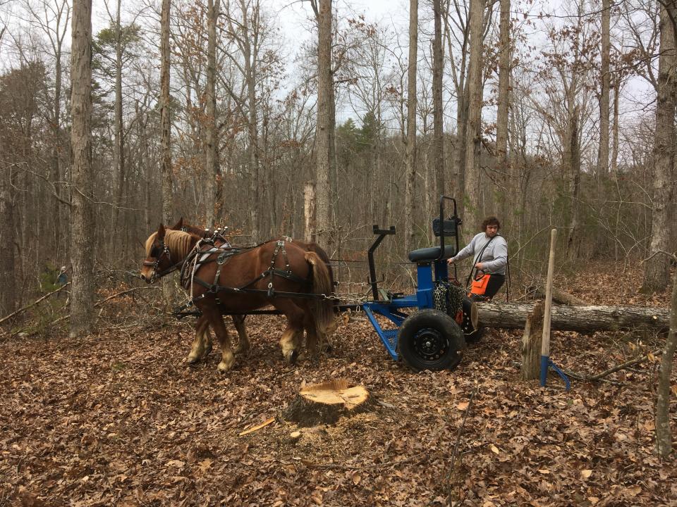 Photo of John Hite III, Berea College Horse Program Forest Technician Photo of John Hite III, Berea College Horse Program Forest Technician