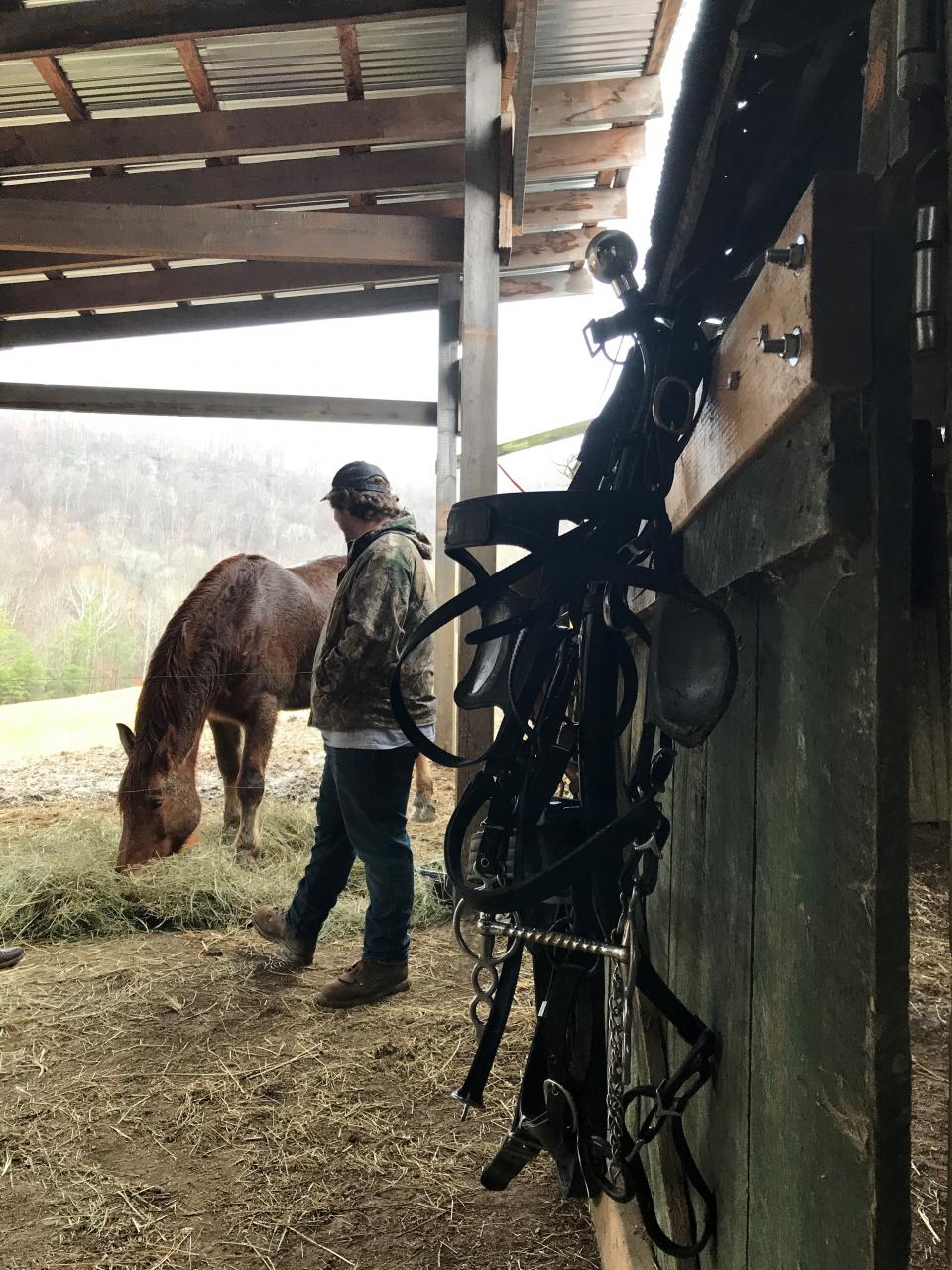 Photo of John Hite III, Berea College Horse Program Forest Technician Photo of John Hite III, Berea College Horse Program Forest Technician