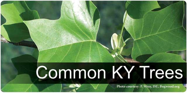 Common KY Trees