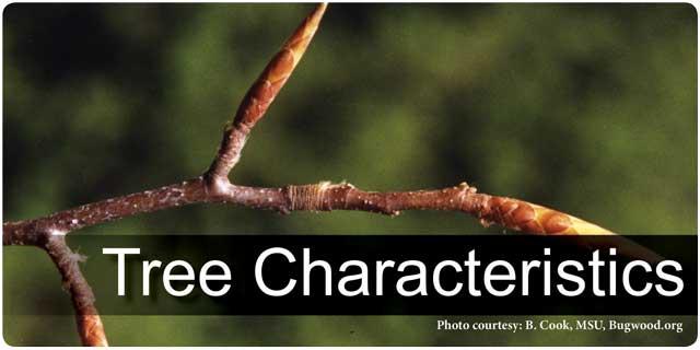 Tree Characteristics