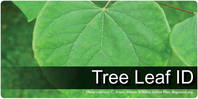 Tree Leaf ID