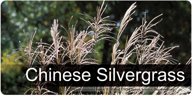 Chinese Silvergrass