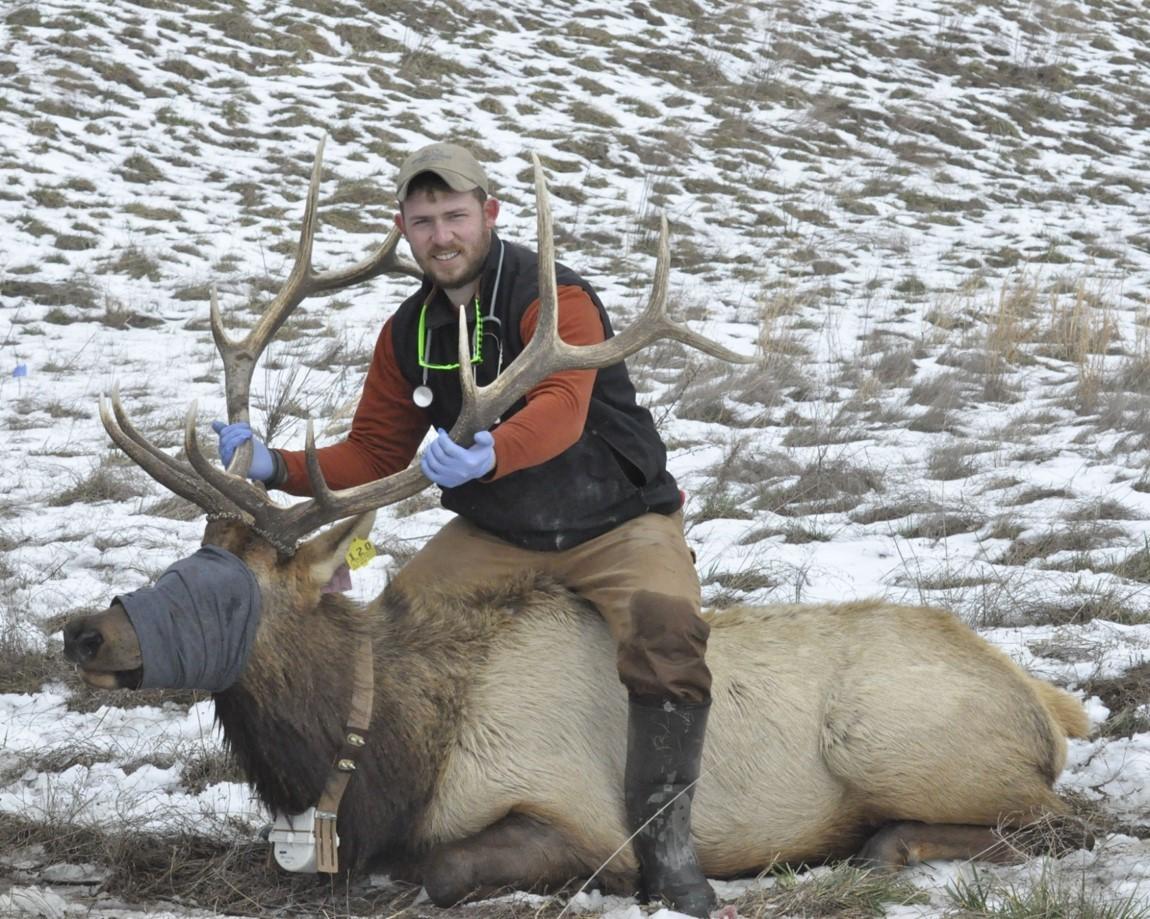 Photo of researcher with elk