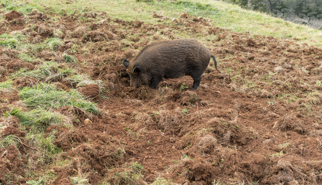 Signs of Damage: Feral Hogs | Forestry and Natural Resources