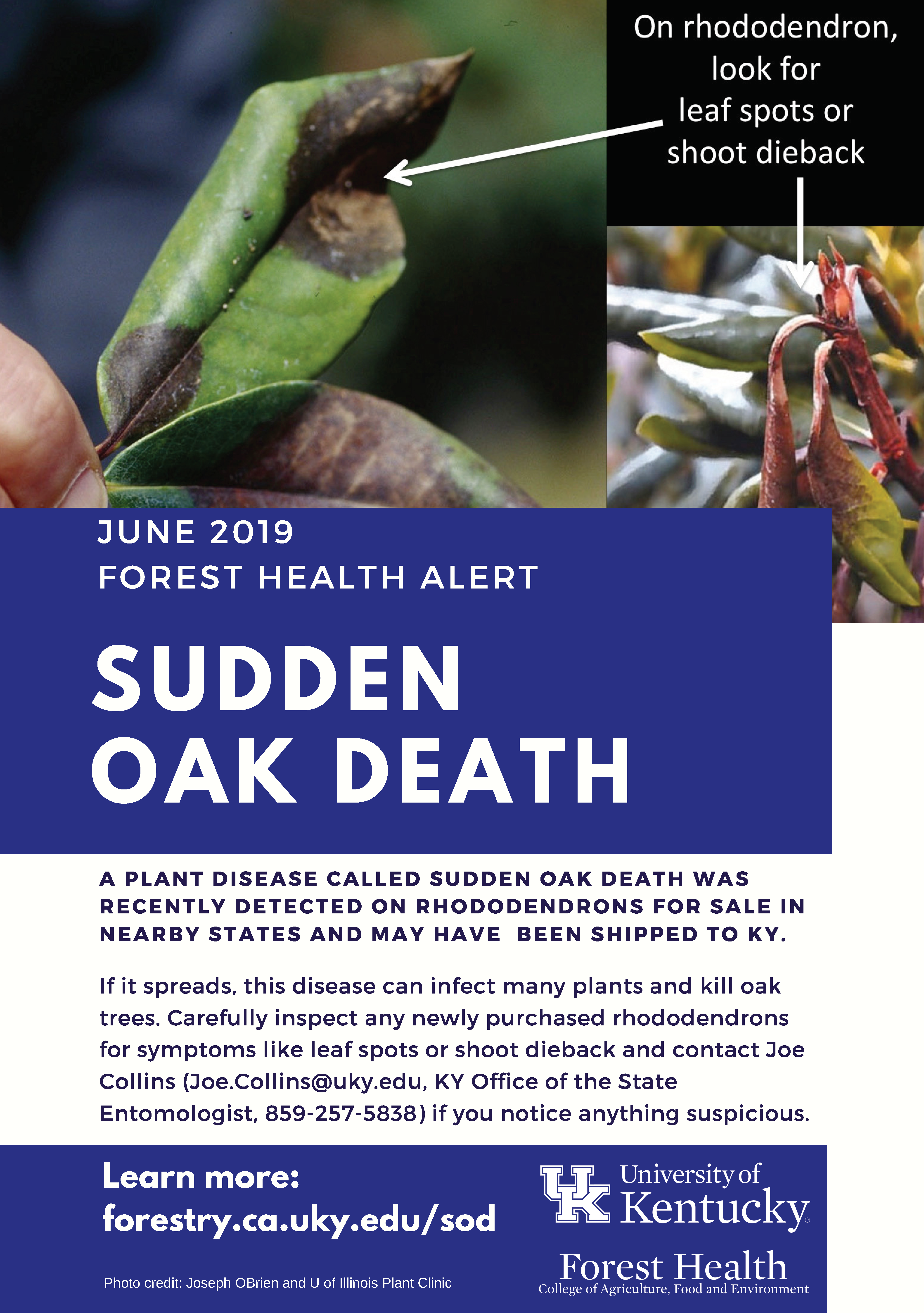Sudden Oak Death Health Alert