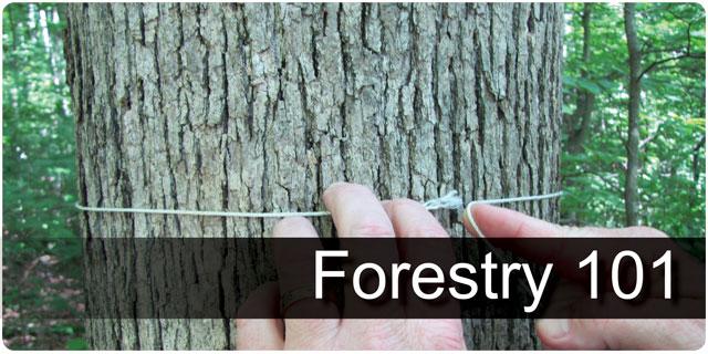 Forestry 101