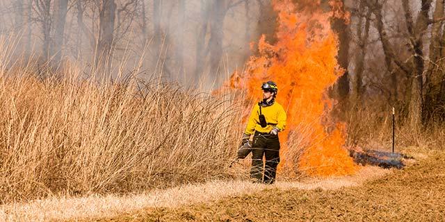 Photo of prescribed fire at Griffith Woods. Photo by Steve Patton Photo of prescribed fire at Griffith Woods. Photo by Steve Patton