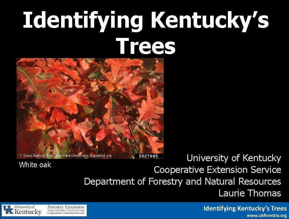 ID Kentucky's Trees ppt