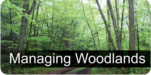 Managing Your Woodlands