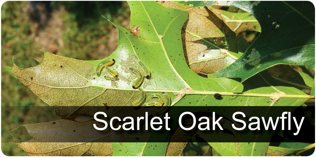 Scarlet Oak Sawfly