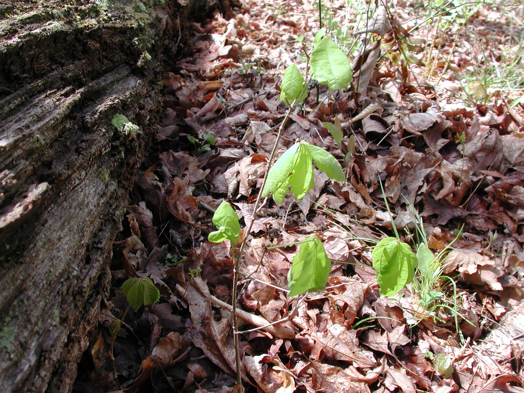 Photo of oak seedling