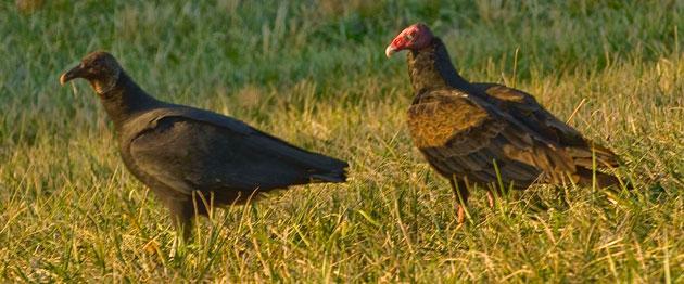Figure 1. Black vulture on the left and a turkey vulture on the right. Notice the head color and slightly darker plumage on the black vulture.