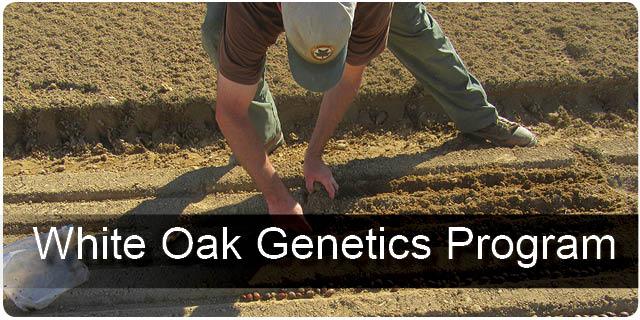 White Oak Genetics Program