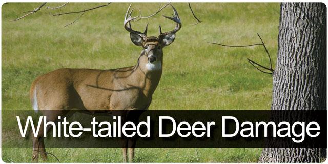 White-tailed deer damage