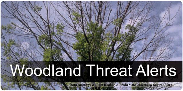 Woodland Threat Alerts