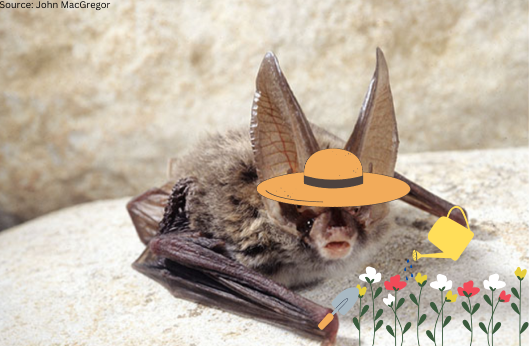 Gardening for Bats