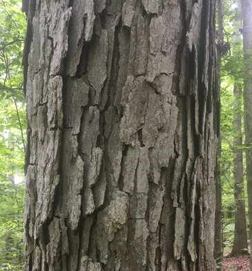 Upland Oak tree