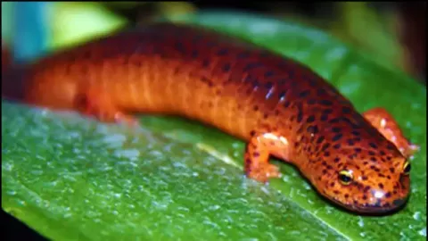 Photo of salamander