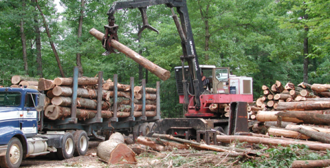 Timber Harvesting and Sales