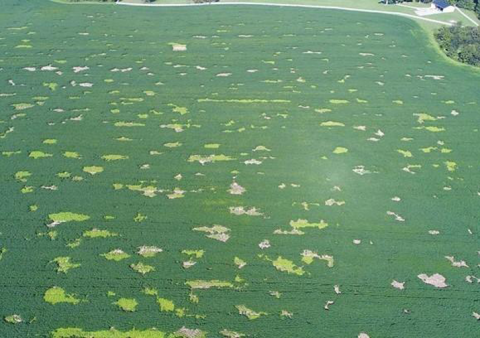 Aerial photograph of severe vole damage caused by dozens of colonies located in a soybean field.