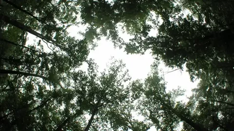 Photo of tree tops