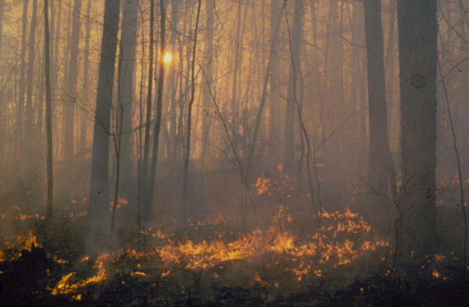 Photo of fire ecology research Photo of fire ecology research