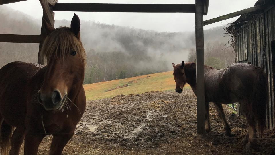 Photo of horses used in horse logging at Berea College.