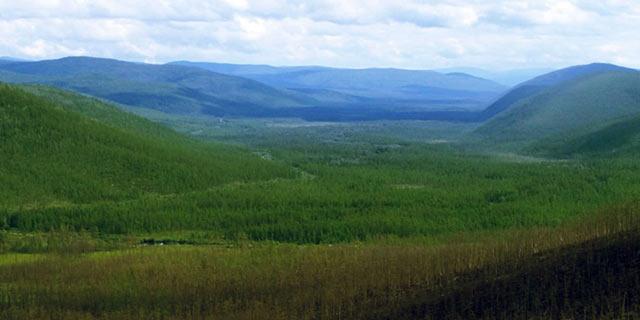 Photo of boreal forest