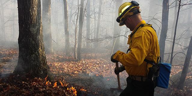 Learn more about the forestry profession.