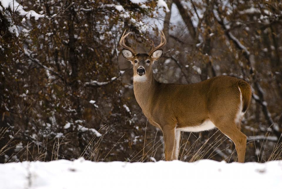 Photo of deer. Photo by Tom Barnes Photo of deer. Photo by Tom Barnes