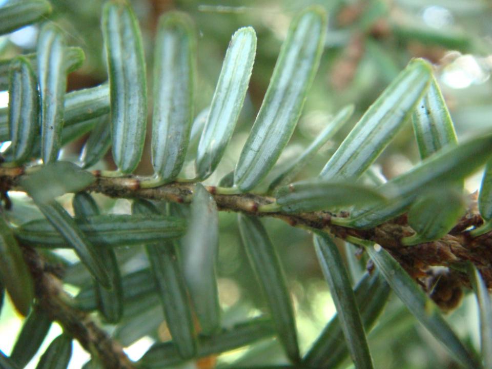 eastern hemlock