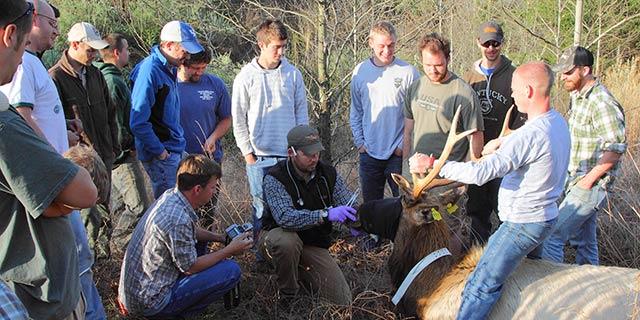 John Hast and Spring Field Semester students radio collaring a bull elk.