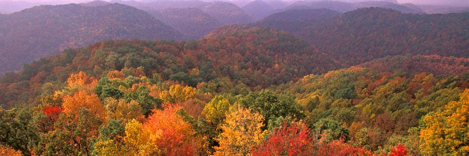Robinson Forest