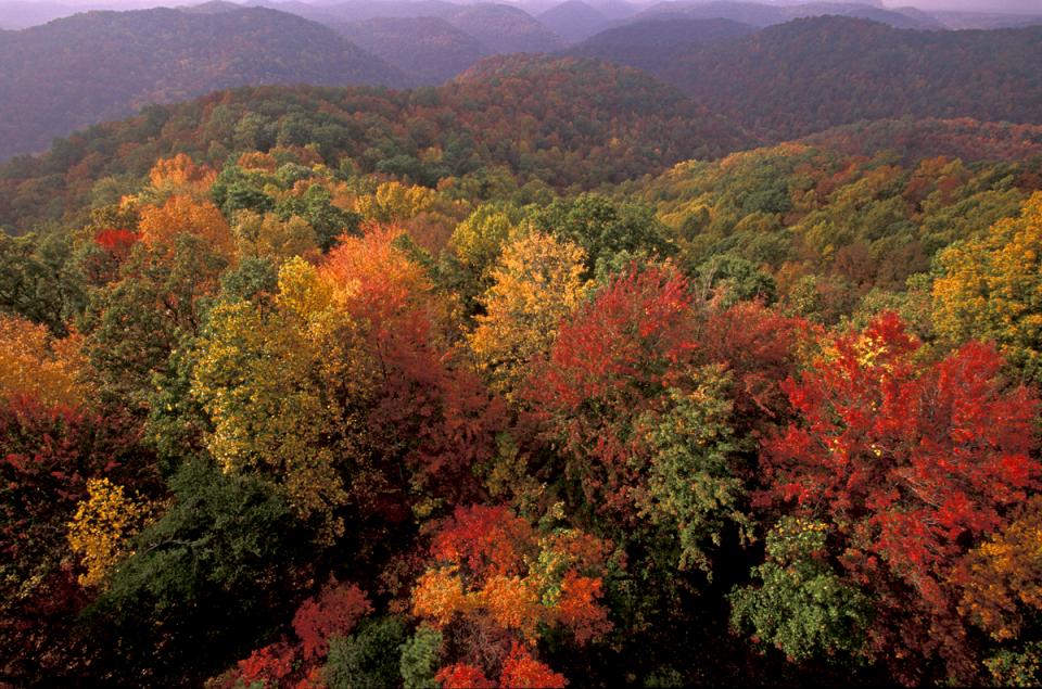 Fall Color Fall Color - Photo by Tom Barnes