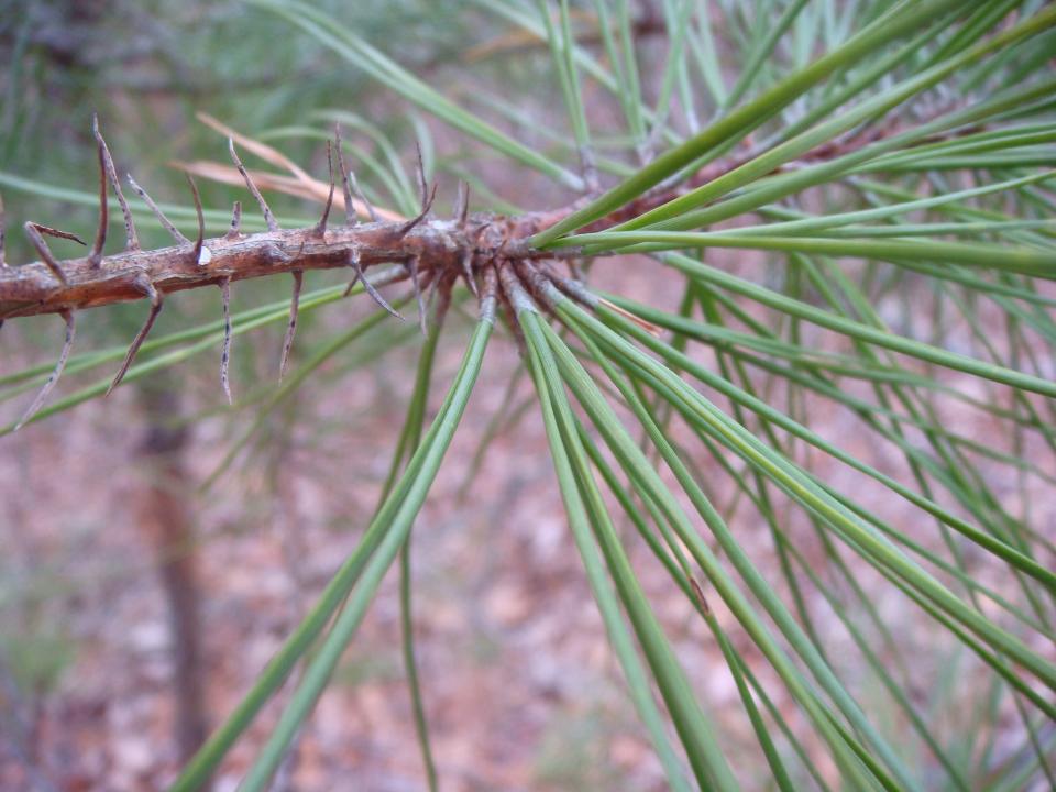 shortleaf pine