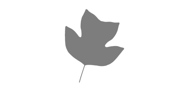 The State Tree of Kentucky - Liriodendron tulipifera