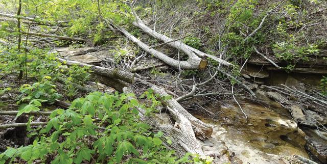 Timber Theft