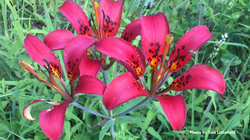Photo of Wood Lily, state endangered Lilium philadelphicum. Photo by Tara Littlefield