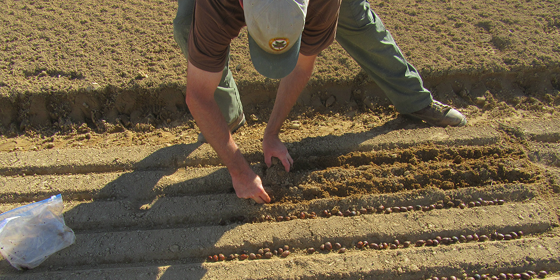 Photo of white oak acorns being hand planted at the KDF nursery