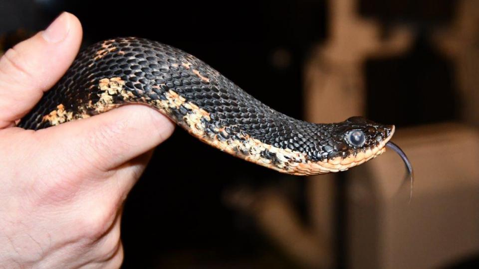 Photo of hognose snake Photo of hognose snake