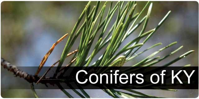 Conifers of KY