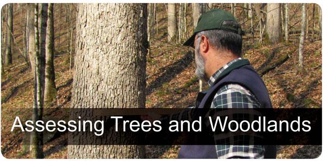 Assessing Trees & Woodlands