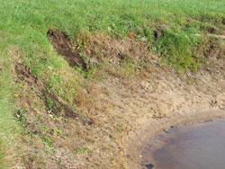 Muskrat damage Muskrat damage