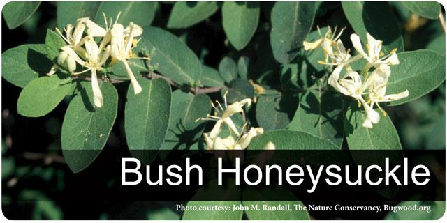 Bush Honeysuckle