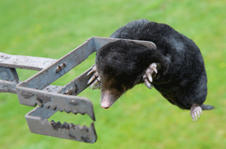 Mole caught in a trap.