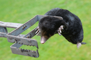 How to Catch a Vole with a Live Trap