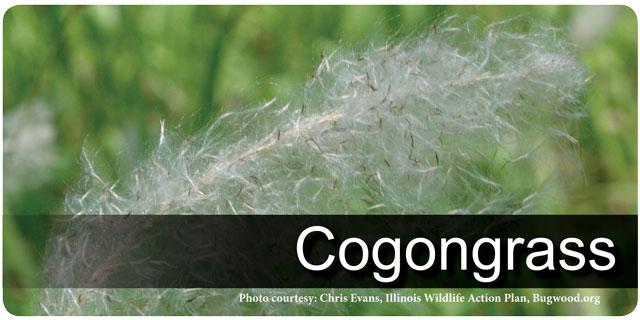 Cogongrass