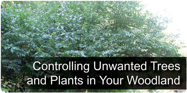 Controlling Unwanted Trees and Plants in Your Woodlands Section