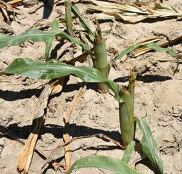 Corn damage created by deer. Corn damage created by deer.