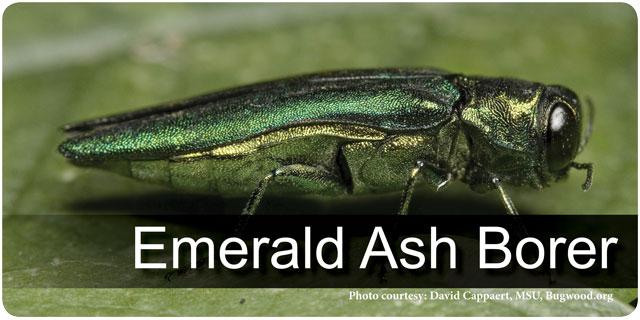 Emerald Ash Borer for Wood Industry